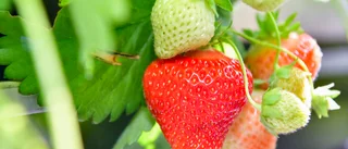 Krisen avvärjd: Jordgubbar till midsommar