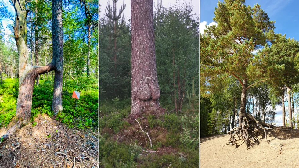 Tre av vinnarna förra året. De ihopvuxna tallarna i Kolmården, Östergötland, rumptallen utanför Umeå i Västerbotten och den svävande tallen i Västmanland.