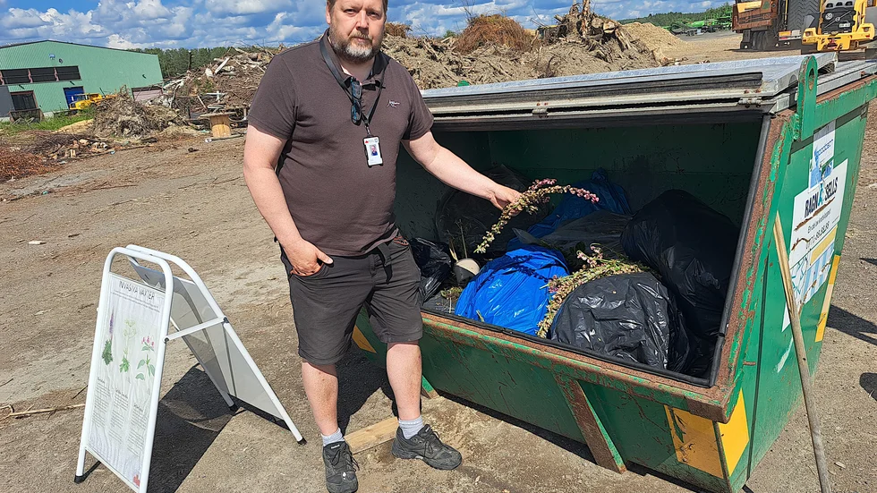 I en särskild container på återvinningsanläggningen Brännkläppen får man slänga lupinerna. "De ska helst förpackas i säckar", säger Rickard Widman.