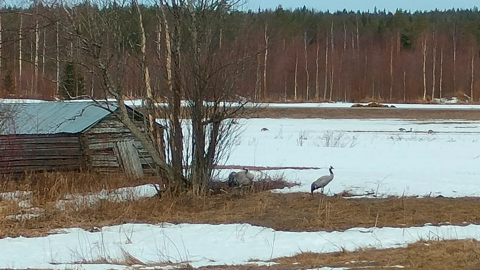 Tranorna har gått in för landning i Kallax.