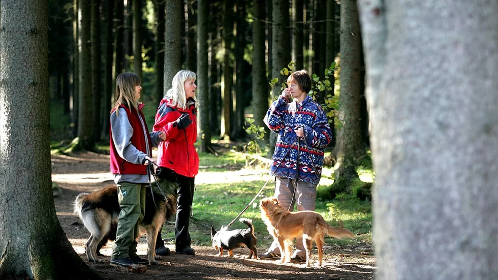 Hundklubben ger dem mycket som kunskap, motion och social gemenskap. Ewa Wikenfors-Herburt, Anne-Christine Andersson och Christine Hellmér går Jogga-Doggastigen med sina hundar. Bild: MIA KARLSVÄRD
