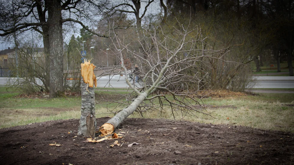 Träd som fallit är en vanlig orsak till felanmälan. Det är dock oklart om skadegörelsen av kungens träd i Slottsbacken för ett år sedan kom in i felanmälningssystemet.
