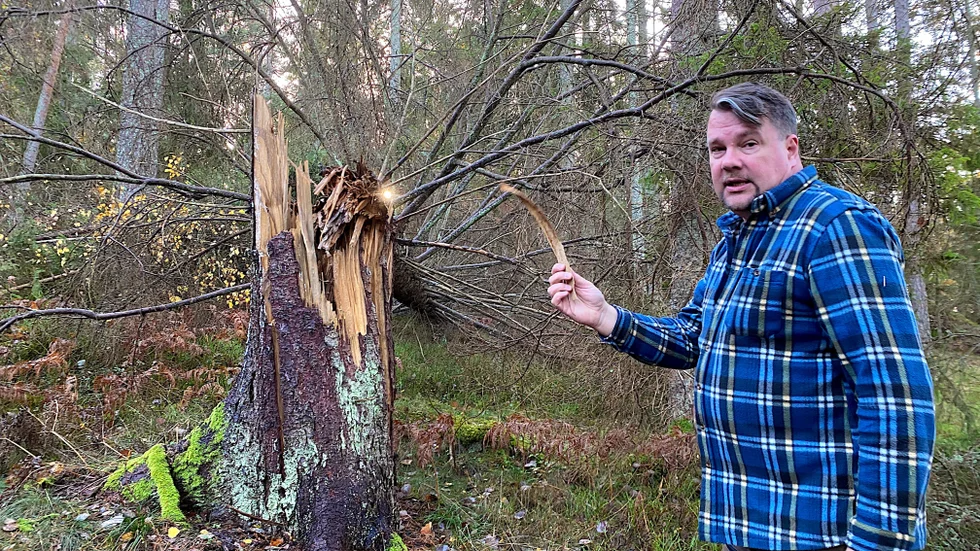 Lars Johansson, Helgenäs, vill avverka granskog, men får nej på grund av den skyddade orkidén knärot. Efter en ny dom i Högsta domstolen finns det en chans att skogsägare så småningom kan få ersättning för den skog de inte kan avverka på grund av artskyddsförordningen.
