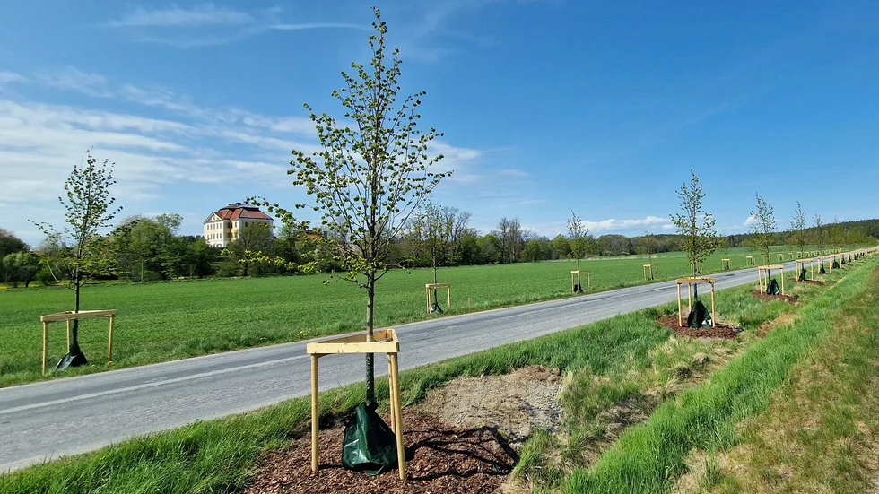 Trafikverket har planterat 44 alléträd längs raksträckan utanför Tureholms slott.  