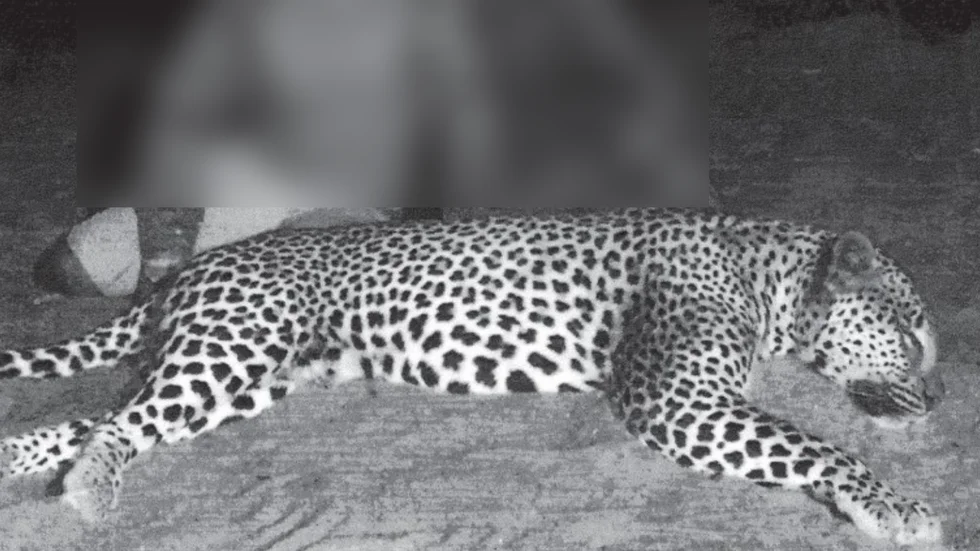 I Zimbabwe ska en av männen skjutit en leopard.