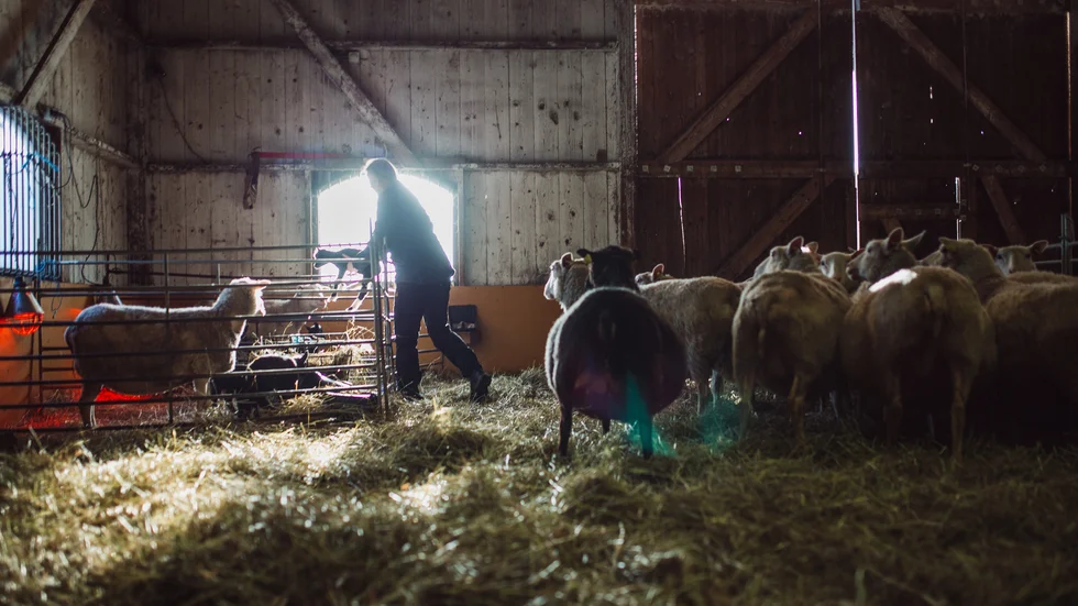 Distriktsveterinärerna i Älvsbyn har besiktat de 47 omhändertagna fåren och åtminstone åtta av tackorna bedömdes ha en hullnivå under två på en femgradig skala.