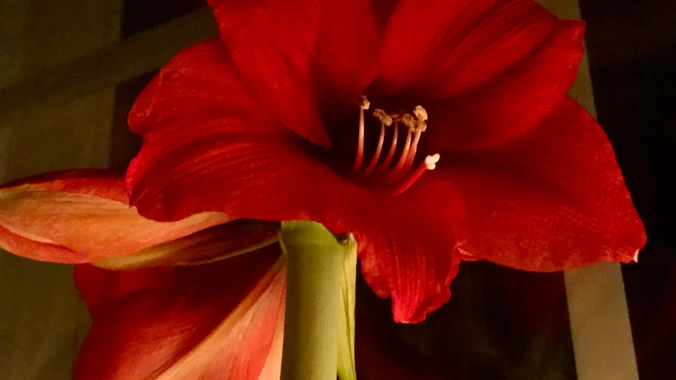 Vilken fin juligt röd amaryllis!