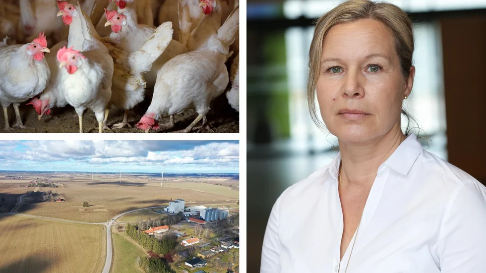 Oron, för en ny tuff fågelinfluensasäsong, sprider sig i Östergötland. "Östergötland är ett av de utpekade länen med större risk", säger Jordbruksverkets smittskyddschef Katharina Gielen.
