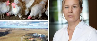 Nytt utbrott av fågelinfluensan – höjd beredskap i Östergötland: "Finns en väldigt stor oro för upprepning"