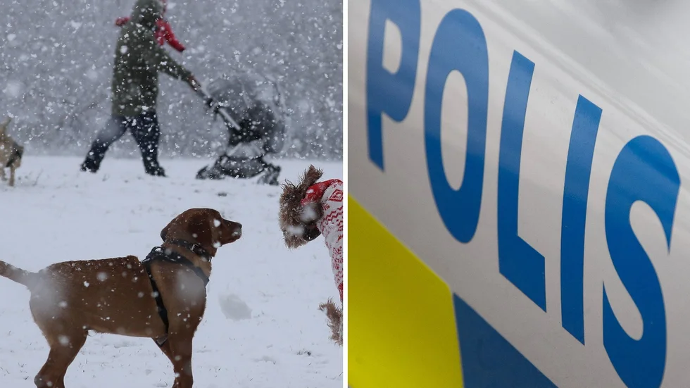 Hundarna sprang omkring utan koppel enligt polisen. 