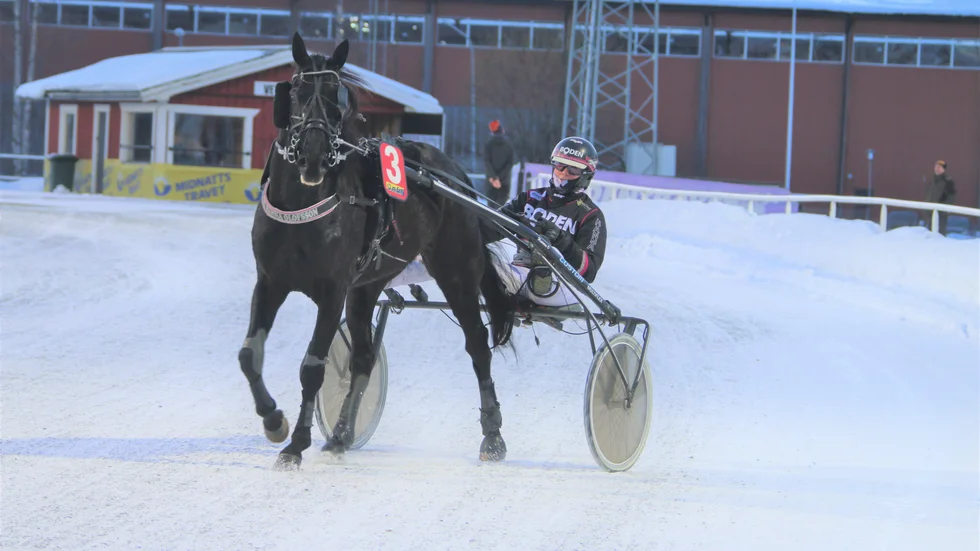 Bosse Bee (Hanna Olofsson) imponerade när han vann V4-3 på Bodentravet