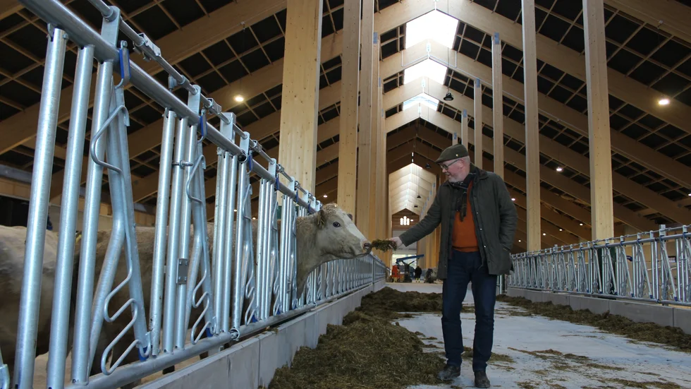 Jonas Nilsson lockar med en tuss ensilage och en av korna som just kommit in i den nya ladugården på Adelsnäs kikar fram. "Detta är som ett lyxhotell för kor, det bästa tänkbara för djurvälfärd", säger Jonas Nilsson.