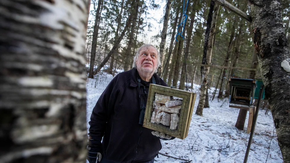Norrbottens ornitologiska förening har startat en inventering av den vitryggiga hackspetten. Genom placera ut fågelmat på 40 platser längs Luleälven och Råneälven hoppas fågelvännerna att kunna kartlägga den sällsynta fågeln. "Det finns tecken som tyder på att den rödlistade fågeln håller på att etablera sig i Norrbotten", berättar Berth-Ove Lindström