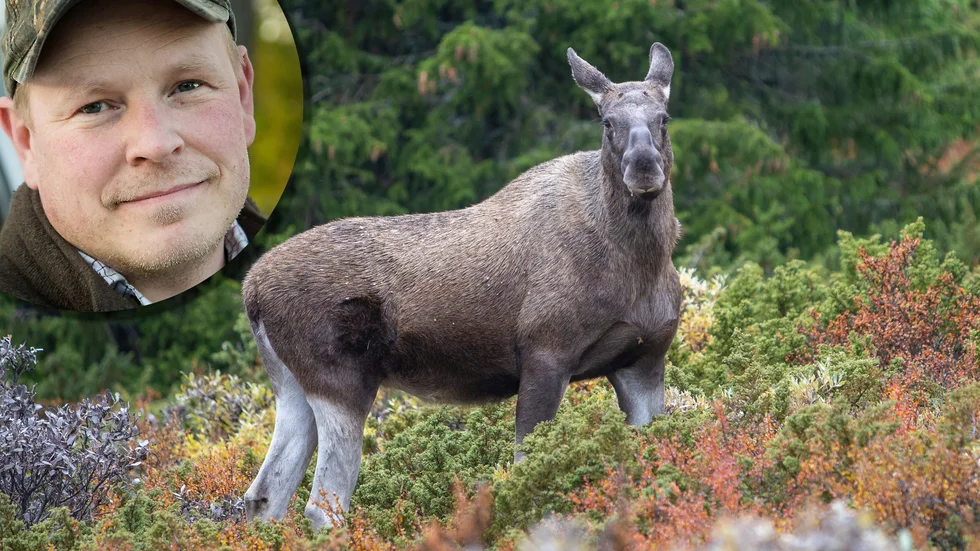 Älgen som påstods vara påkörd i Katrineholm visade sig vara en kronhjort i Nyköping. Kommunjägaren Björn Granquist löste mysteriet tillsammans med en polis. Älgkon på bilden har inget med texten att göra.