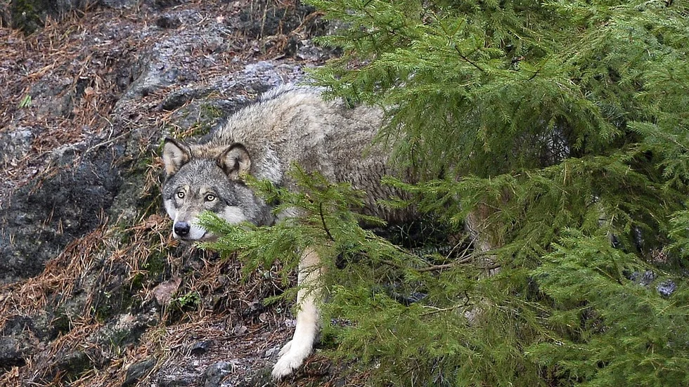 Det var ingen björn som rev fåret i Höglandsnäs i början av augusti. Analyssvaret av spillningen visar att det var en varg. Med stor sannolikhet en strövvarg som vid det här laget kan vara långt borta. Foto: TT