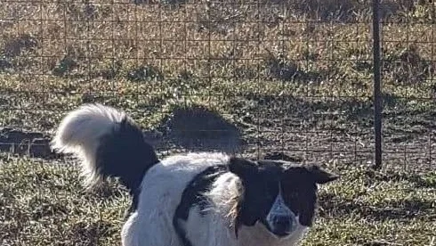 Så här ser Ozzy ut.