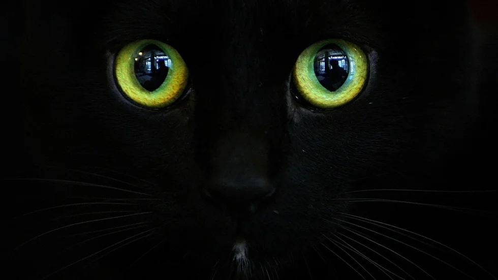 Arkivbild: TT