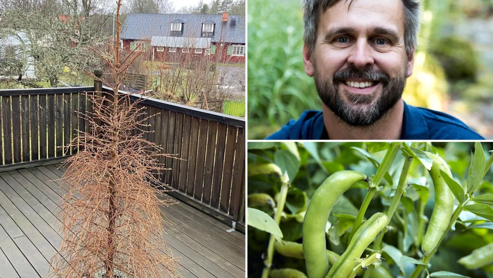 Vinterns uttjänta gran kan bli sommargrödornas stöttepelare – Farbror Grön tipsar om hur du kan ta tillvara på julgranen.