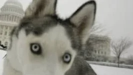 Ryan Tronovitch, with his dog "Tiki" a Siberian Husky, play in the snow on the west front of the Capitol  in Washington, Saturday, Dec. 19, 2009. (AP Photo/Alex Brandon)