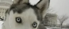 Filmklipp: Får skjuts av hunden