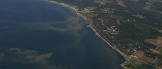 Giftig katthårs-alg utanför Gotlands kust