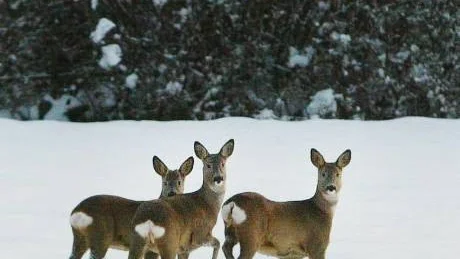 Vid förra snöfallet på Gotland (i mitten av november) togs den här bilden på södra Gotland. Ett inslag i naturen som många av oss är kritiska mot. Arkivbild: Krister Nordin