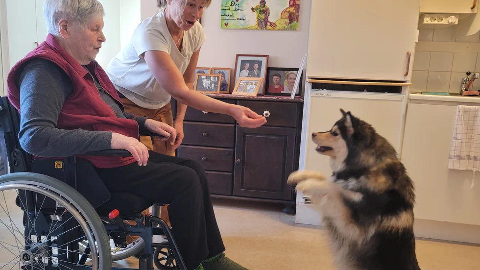 Nu när Linnea Blom har fått plats på särskilt äldreboende är det enklare att umgås både med dottern Eva Edholm och dotterns finska lapphund Nikko som inte fick följa med in på korttidsboendet.