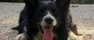 Hunden blir allt äldre