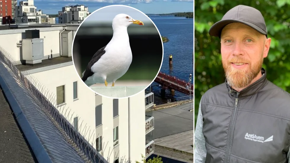 Det finns mycket man kan göra för att förebygga att fåglar vistas på tak de inte är önskade på. Det menar Mathias Winberg som driver företaget Antiavem.