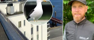 Så blir man kvitt fågelproblemen – utan skyddsjakt: "Det är inget hokus pokus, det är hårt jobb"