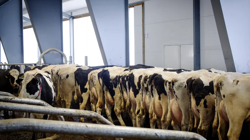 17 kvigor skrämdes på flykt från sin beteshage.