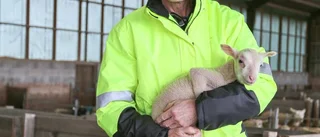 De hjälper gotländska lammägare – fulltecknade kurser