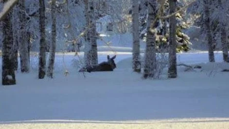 Två älgar låg på tisdagsmorgonen och vilade i snön i Aronsparken.