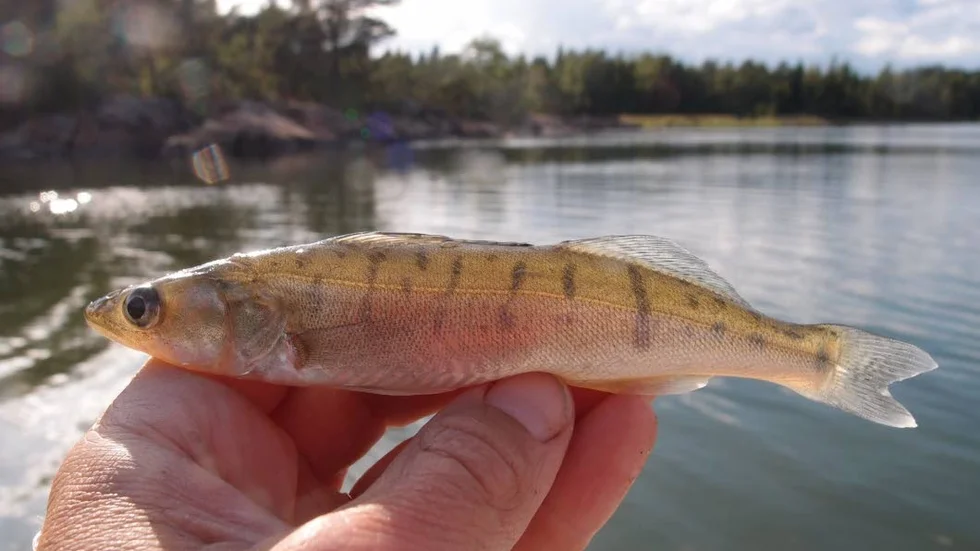 UNG GÖS. Insändaren beskriver vad som händer med gös som fiskats på djupt vatten
