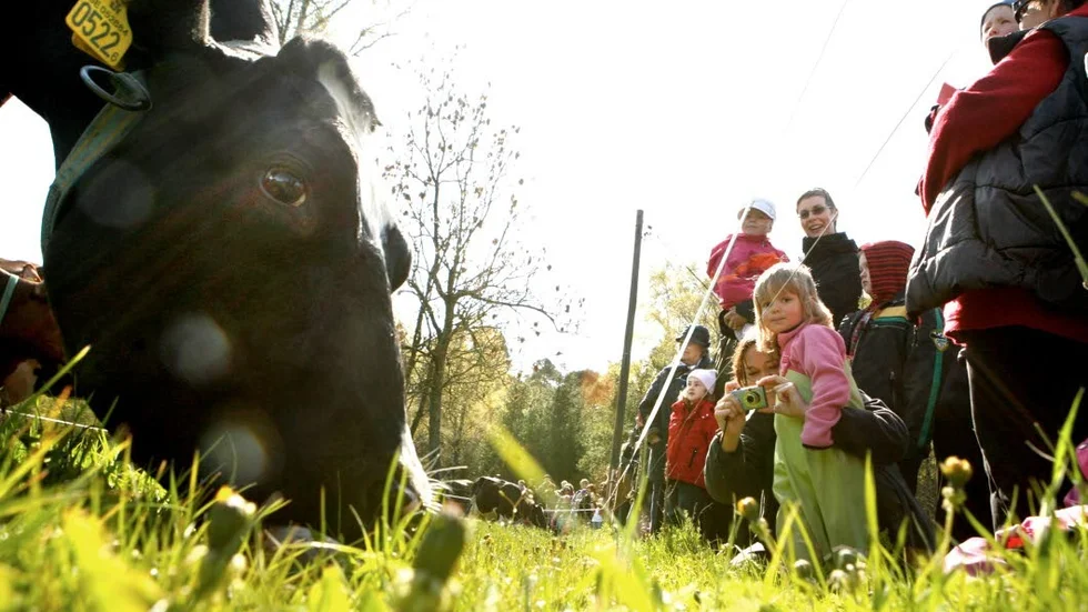 KOSLÄPP. Att se korna släppas ut på bete på våren har blivit ett folknöje. Vi borde reflektera mer kring kornas tillvaro anser insändarskribenten.?