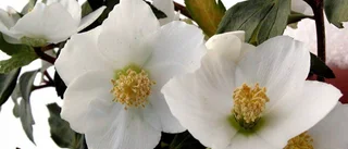 Det är aldrig för sent att blomma