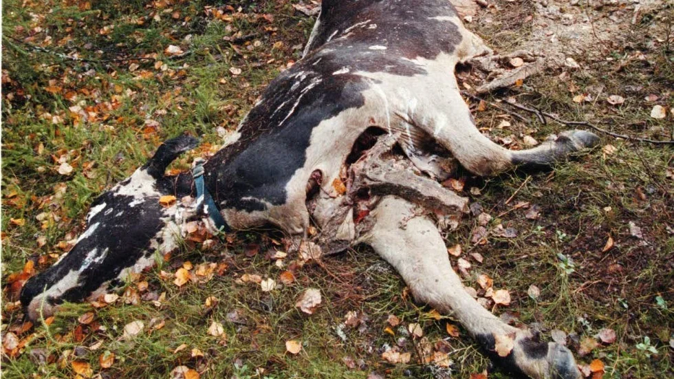 Hälsorisk. Kadavren förvarades öppet på gården. Det är kadavret har inget direkt samband med artikeln.