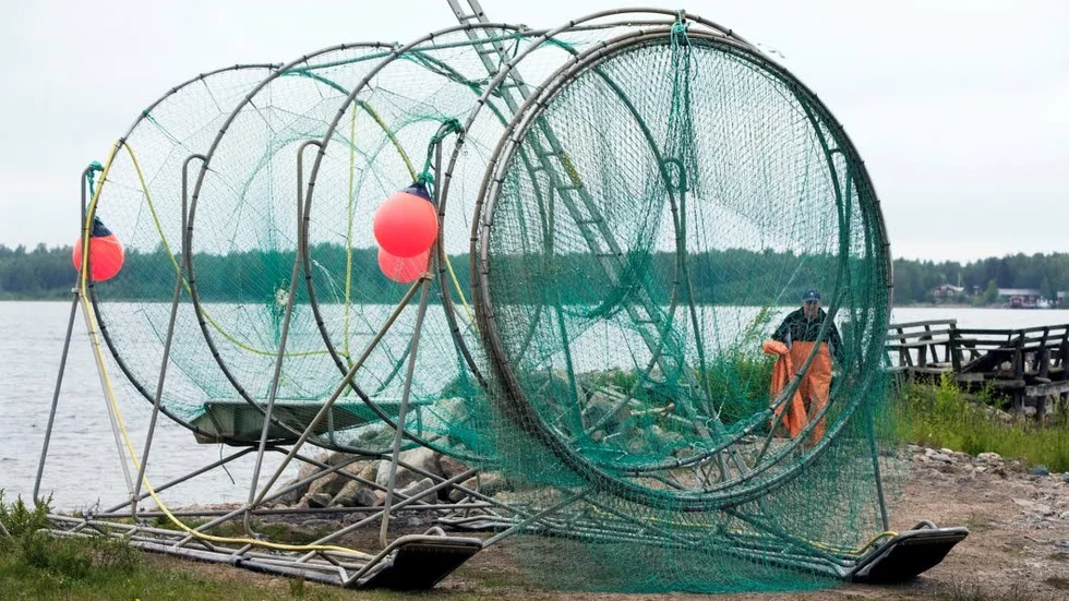Laxfälla. Sälar som skadar redskapen får skjutas.