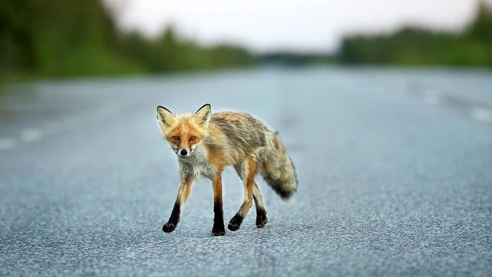 Sjuk. Det är sannolikt en skabbräv som siktats i Svartöstaden.