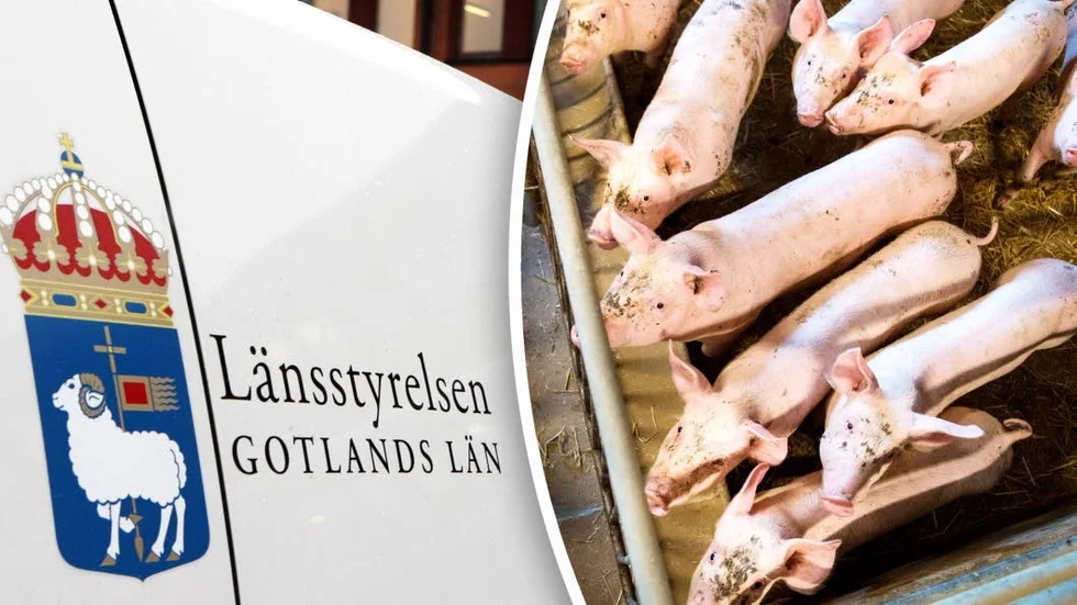 Grisarna på bilden är inte kopplade till innehållet i artikeln.
