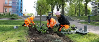 Nu byter Motala vår mot sommar – "De kommer blomma i vitt och blått"