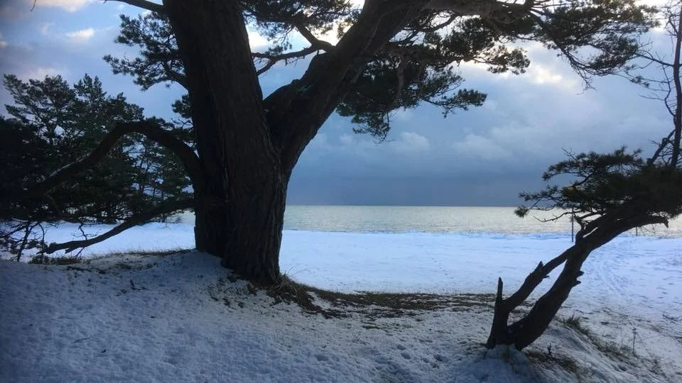Skalasand på norra Fårö.