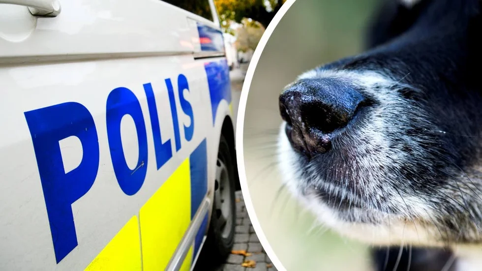 Hunden på bilden har inget med artikelns innehåll att göra.