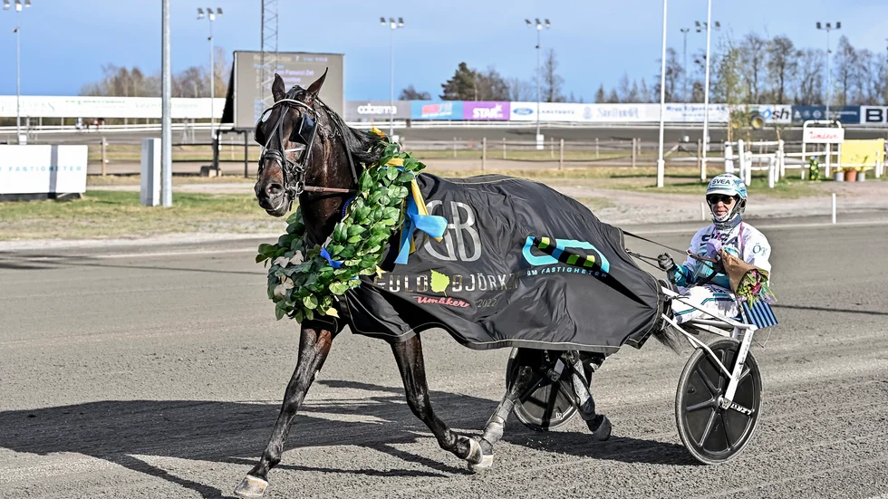 Don Fanucci Zet vann Guldbjörken på Umåker och är nu redo för att försvara titeln i Elitloppet om två veckor.