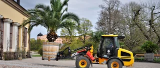 Här är det "blomsläpp" i stället för kosläpp – största växterna väger över ett ton