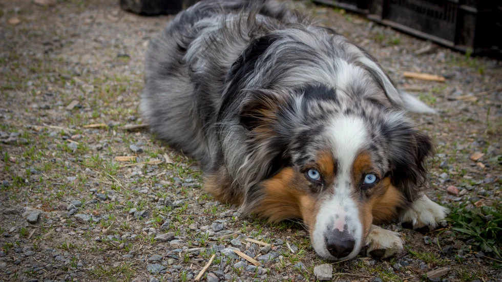 Genrebild. En äldre man döms i Gotlands tingsrätt för smitning efter att ha kört på en hund och sedan avvikit från olycksplatsen.
