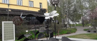 Läsarbilden: Evighetsblomman