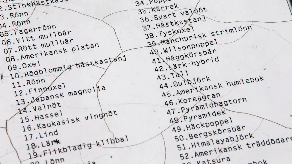 Variationsrikedom. Vid Lugnet finns en mängd olika träd. Skulle du kunna känna igen stinkhästkastanjen eller träddödaren?