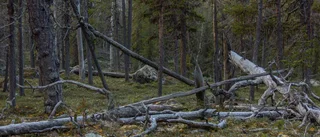Naturkämpe tar strid för skogen