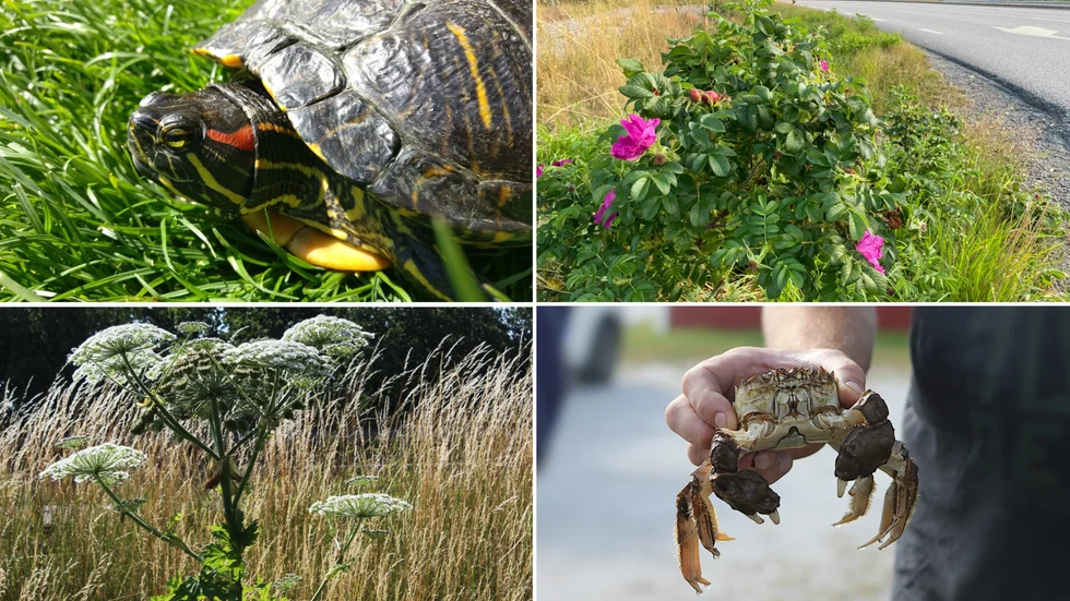 Rödörad vattensköldpadda, vresros, jätteloka och ullhandskrabba är invasiva arter som alla har siktats i Sörmland. 